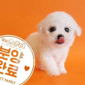 비숑프리제 ♀ 2.22 분양완료