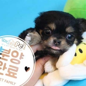 장모치와와 ♂ 2.14 분양완료