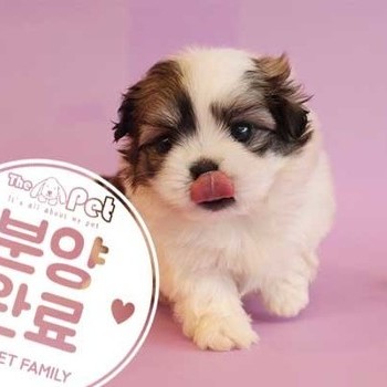 말티푸 ♂ 6.3 분양완료