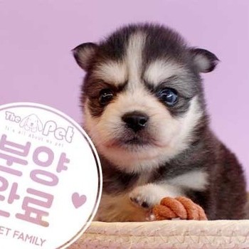 폼스키 ♀ 5.21 분양완료