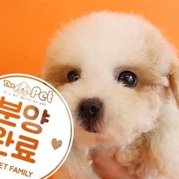 킹찰푸 ♀ 3.3 분양완료