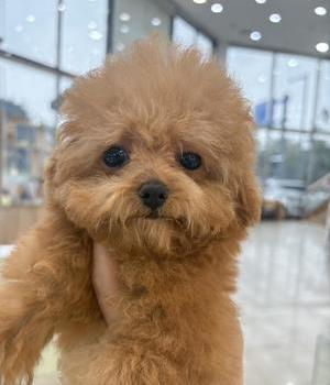 푸들 분양후기 (25.10.06)