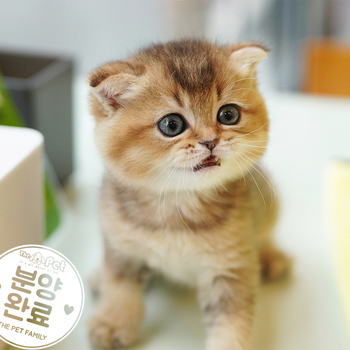 브리티쉬숏헤어 ♂ 8.12