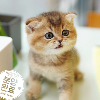 브리티쉬숏헤어 ♂ 8.12