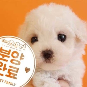 비숑프리제 ♂ 2.28 분양완료