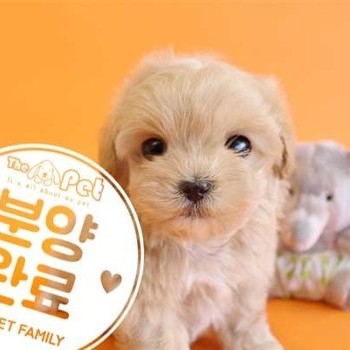 말티푸 ♂ 12.24 분양완료
