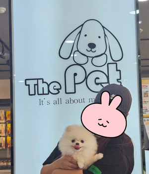 포메라니안 분양후기/중리점[25.5.4] 