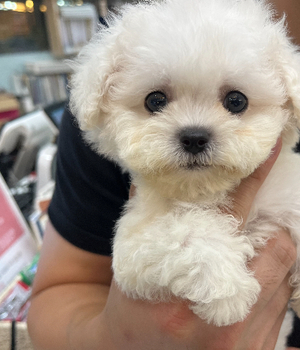 비숑프리제 분양후기[25.7.27]