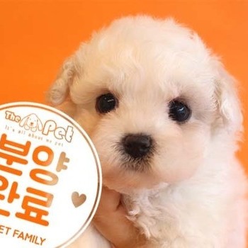 비숑프리제 ♀ 6.14 분양완료