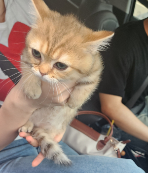 먼치킨 분양후기[25.7.7]