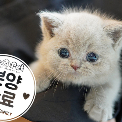 브리티쉬숏헤어 ♀ 8.13