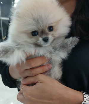 포메라니안 분양후기[25.8.17]