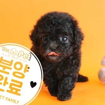 푸들 ♀ 2.21 분양완료