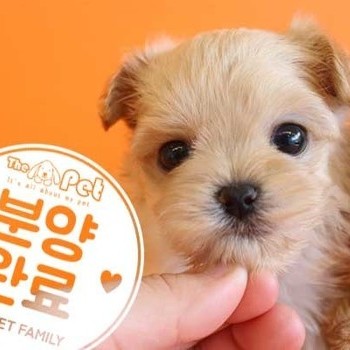 말티푸 ♂ 2.21 분양완료