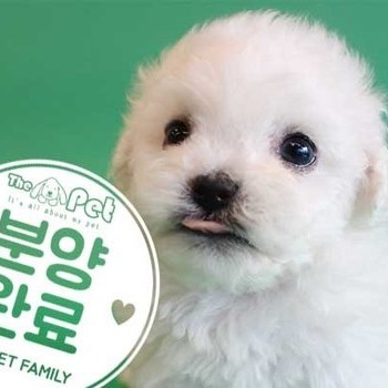비숑프리제 ♀ 11.13 분양완료