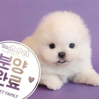 포메라니안 ♀ 4.16 분양완료