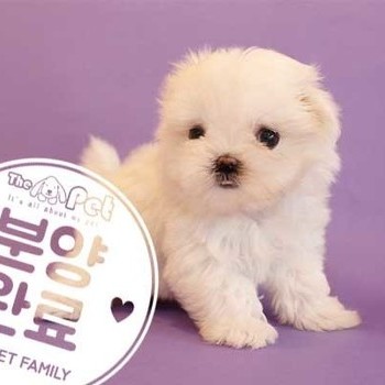 말티즈 ♀ 9.2 분양완료