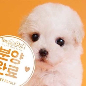 비숑프리제 ♀ 11.24 분양완료