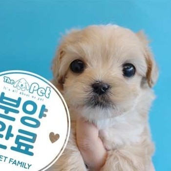 말티푸 ♀ 12.14 분양완료