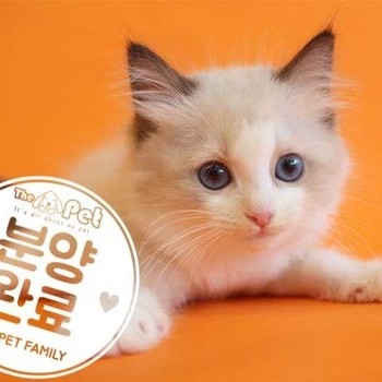 랙돌 ♀ 7.22
