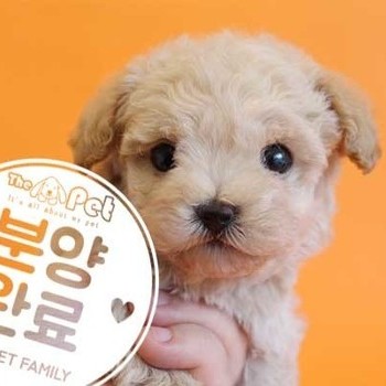 말티푸 ♂ 1.9 분양완료