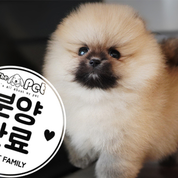 포메라니안 공주님 10.13