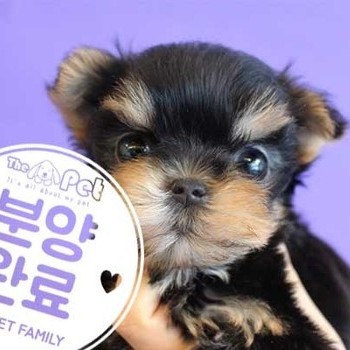 요크셔테리어 ♂ 4.15 분양완료