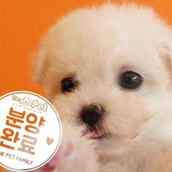 비숑프리제 ♀ 7.22