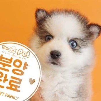 폼스키 ♀ 4.6 분양완료