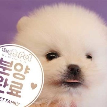 포메라니안 ♂ 11.1 분양완료