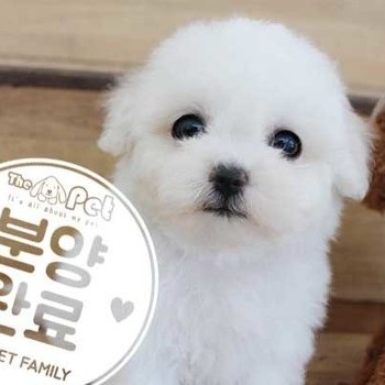 비숑프리제 ♀ 5.25 분양완료