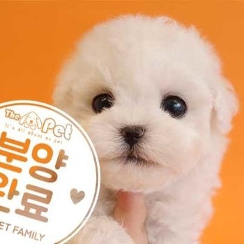 비숑프리제 ♂ 1.10 분양완료