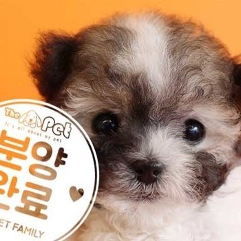 푸들 ♂ 11.16 분양완료