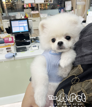 포메라니안 분양후기(25.10.19)