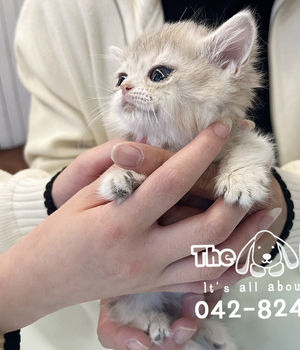 브숏 분양후기(25.11.10)
