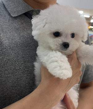 비숑프리제 분양후기[25.8.16]