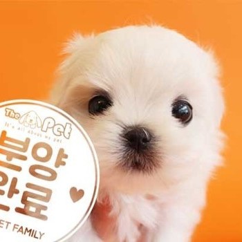  말티즈 ♀ 1.24 분양완료