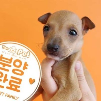 이탈리안그레이하운드 ♂ 3.1 분양완료
