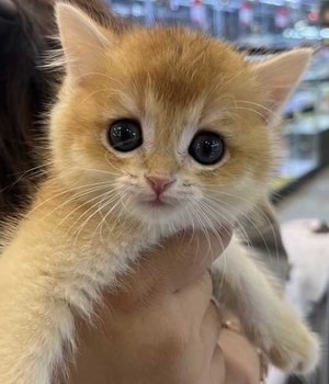 브리티쉬 분양후기(25.9.18)