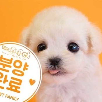 말티푸 ♀ 11.25 분양완료