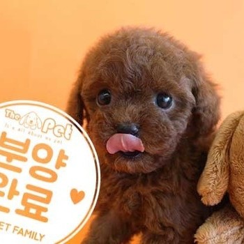 푸들 ♀ 5.8 분양완료