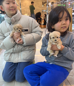 말티푸 쌍둥이 분양후기 [24.12.24]