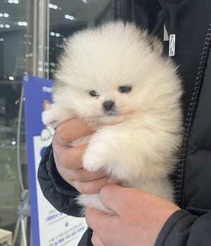 포메라니안 분양후기 [25.1.14]