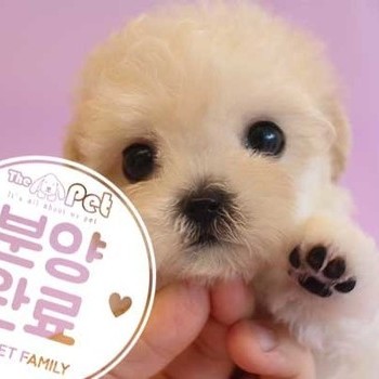 말티푸 ♀ 6.11 분양완료