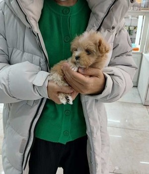 말티푸 분양후기 [25.2.15]