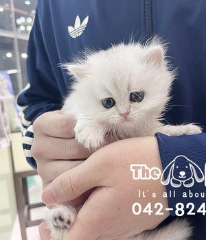 브숏 분양후기(25.12.02)