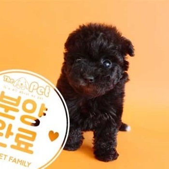 푸들 ♀ 2.20 분양완료