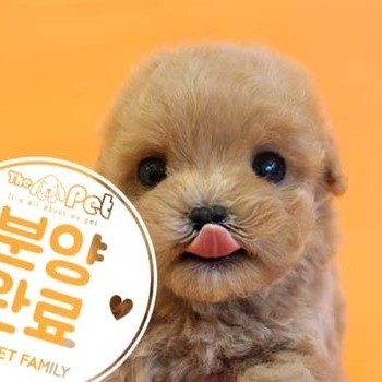 말티푸 ♀ 5.14 분양완료