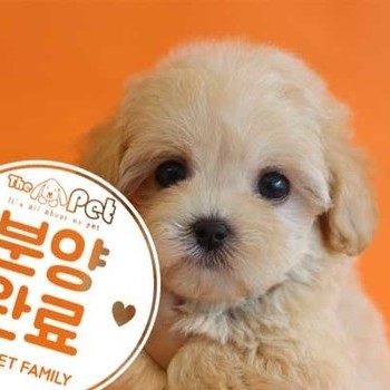 말티푸 ♀ 6.18 분양완료