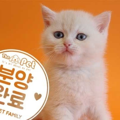  브리티쉬숏헤어 ♂ 11.16 분양완료